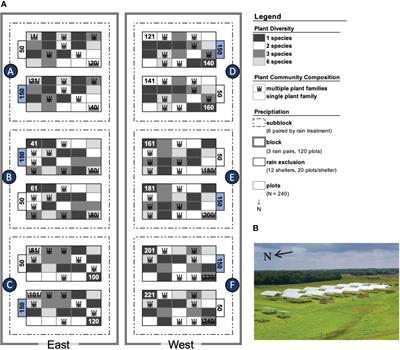 Plant diversity and grasses increase root biomass in a rainfall and grassland diversity manipulation